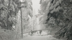 Pictured is downed tree over a power line in snow-covered Skykomish.