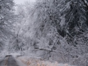 Pictured is downed tree over a power line in snow-covered Skykomish.
